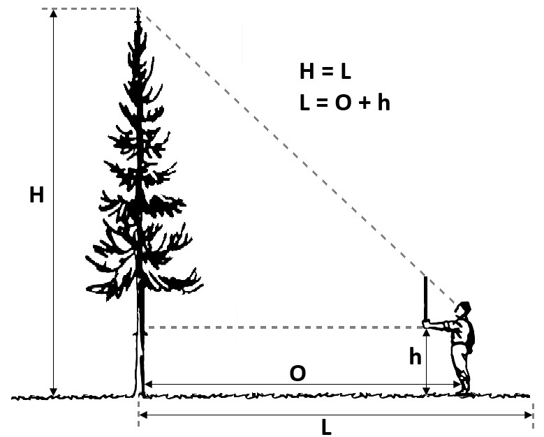Pomiar wysokości drzewa metodą trójkąta równoramiennego